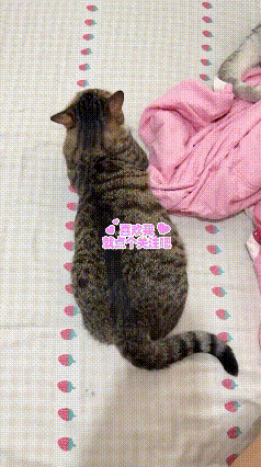 狸花猫正趴在地上，主人拿着一把大刷子，悄悄凑过去对着猫咪屁股轻轻刷了几下。下一