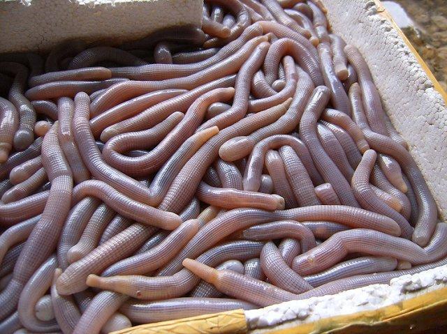 如果吃宵夜的话，沙虫汤远远比不上沙虫粥更令人喜欢。当然，用沙虫蒸粉丝也不错。