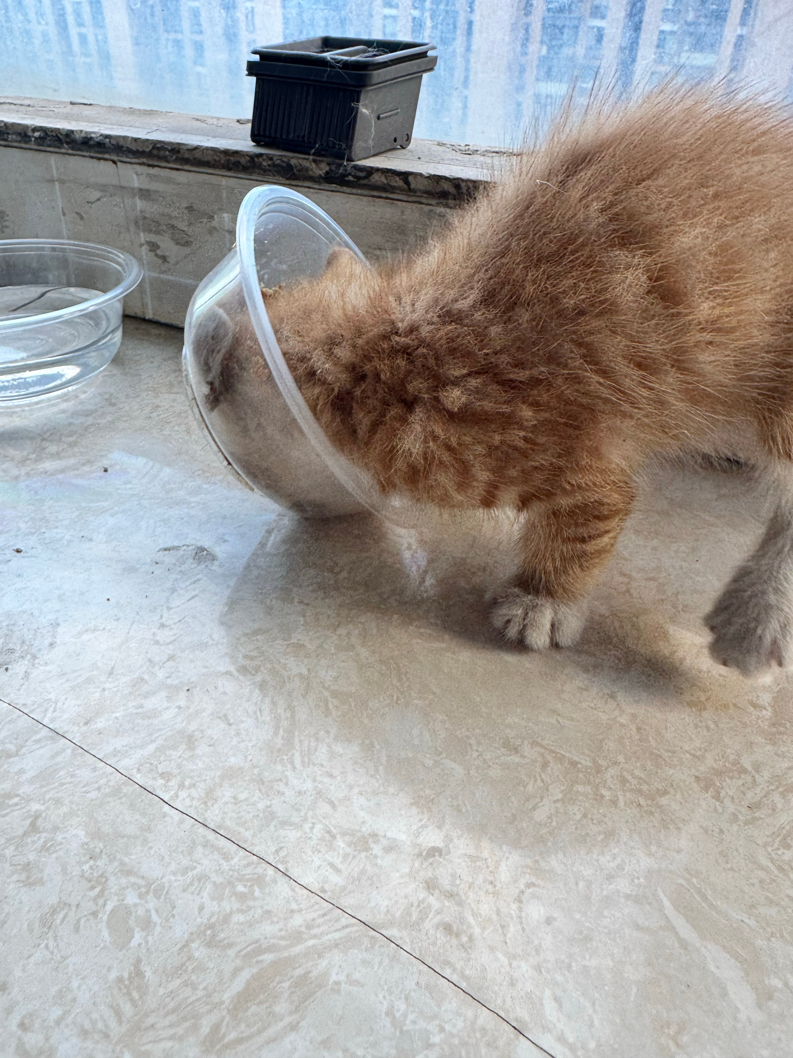 干饭贼猛这难道就是正宗橘猫吗