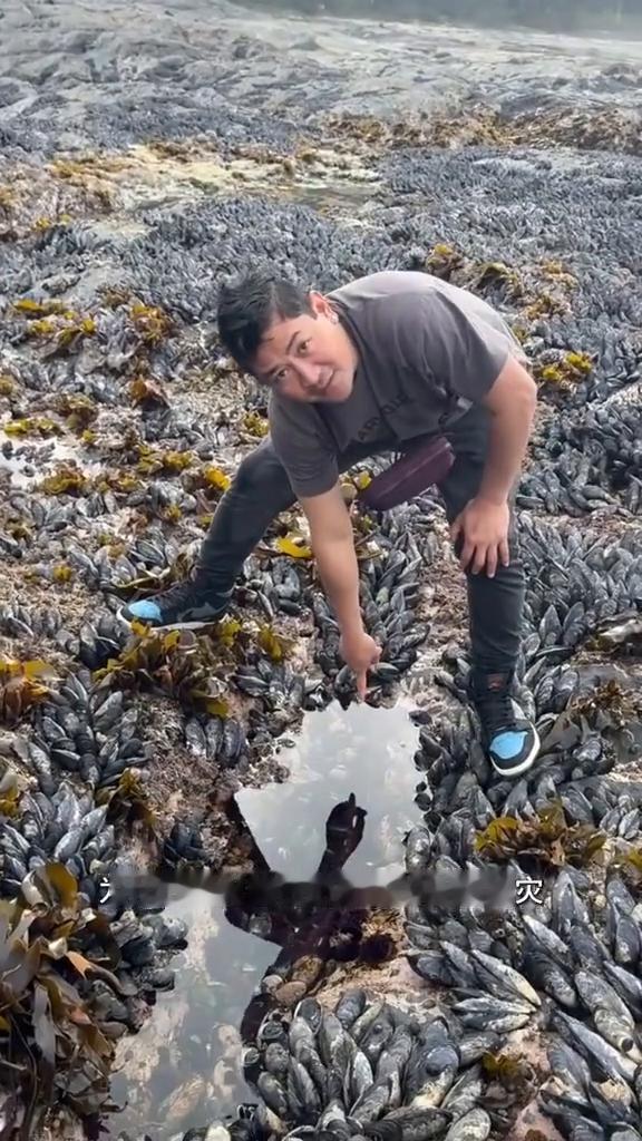 加拿大西海岸的礁石上为什么一倍能密密麻麻的泛滥成灾？原因不是没人吃，而是这里太适