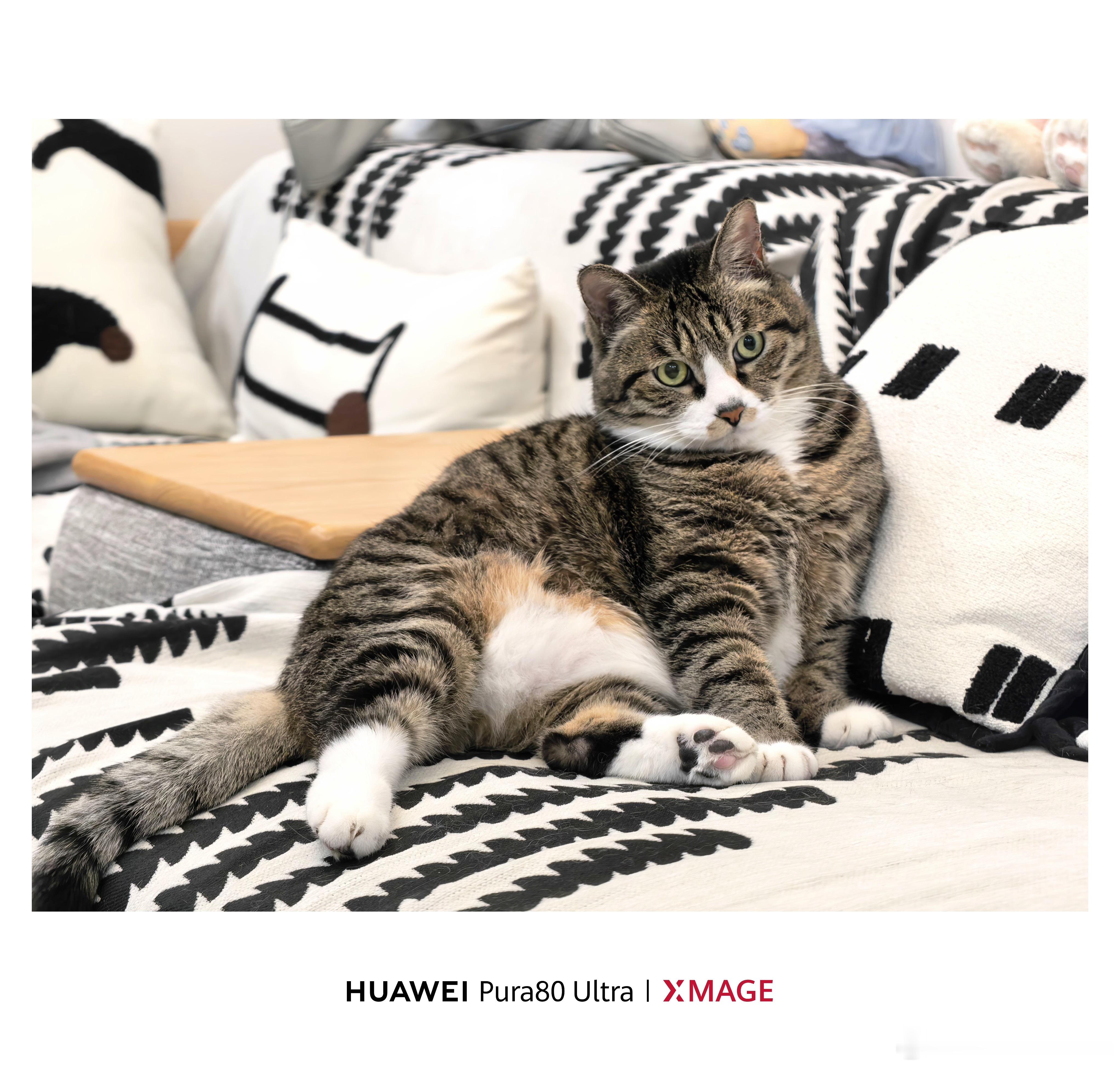 喵悟空：昨天有人说我眼神凶凶的？今天喵多扭几下卖个萌