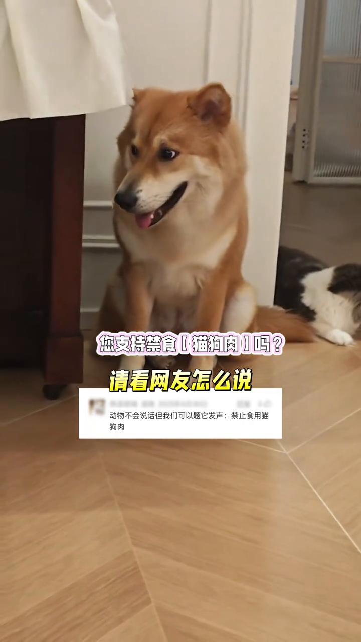 您支持禁食【猫狗肉]吗？请看网友怎么说。动物不会说话，但我们可以题它发声：禁止