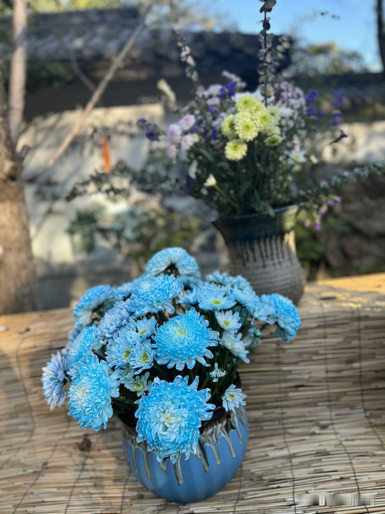 不管耀眼的月季还是热烈的菊花我都喜欢，其实在古代菊花是一种富贵理想的象征，长寿康