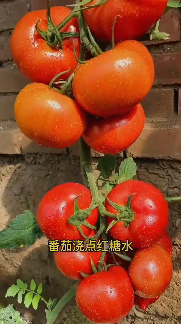 浇水口诀。记住这个浇水口诀，你也能变成种菜高手。·番茄浇点红糖水，一颗就结一