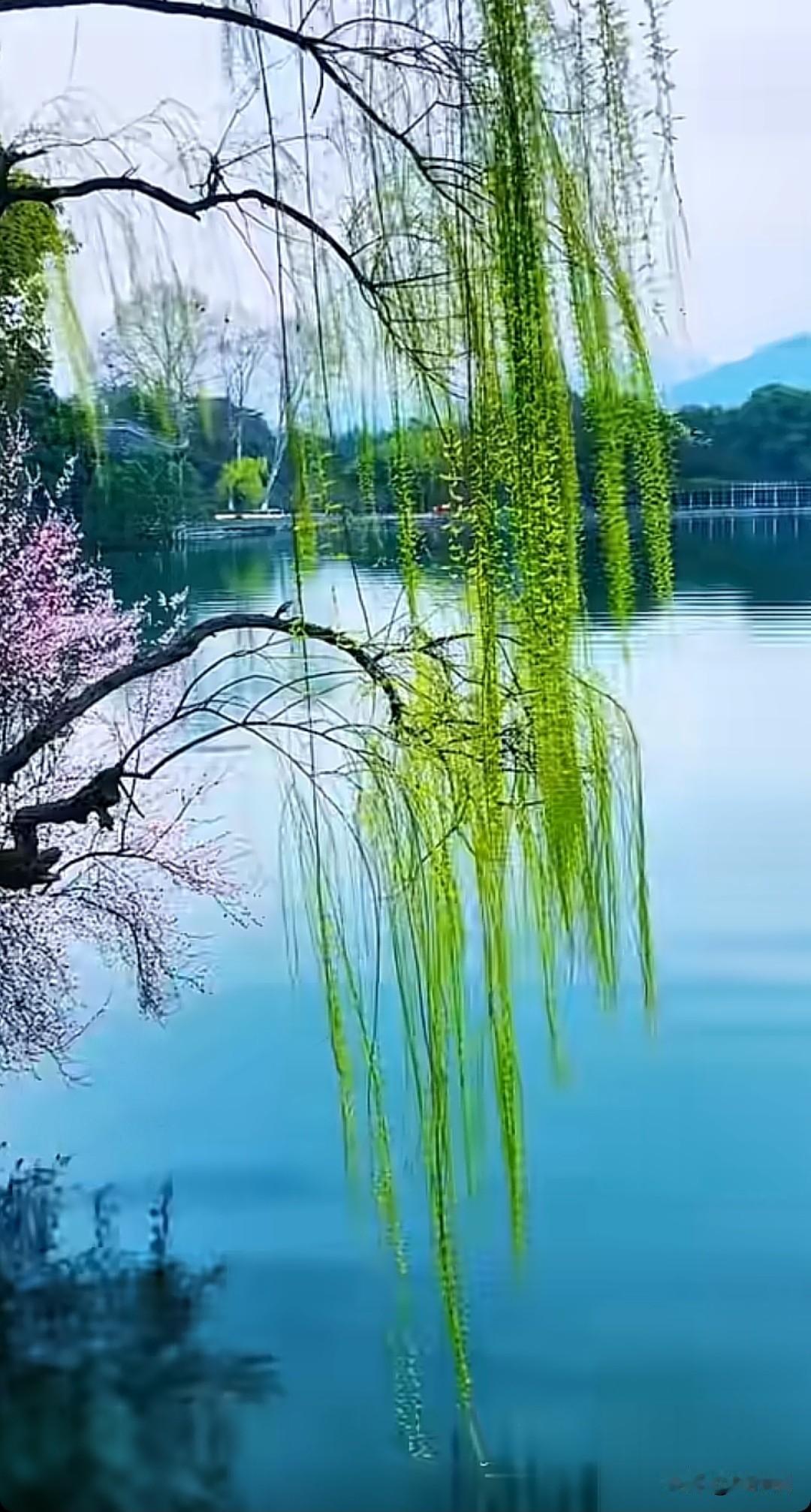 七律·烟柳万缕柔丝蘸水轻，鹅黄初染半溪晴。烟笼浅岸丝垂玉，风拂长堤絮绾云