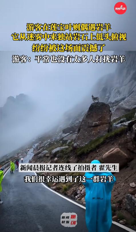 这一幕太震撼，连新华社都忍不住转发了！近日四川，男子去莲宝叶则旅行，因为大雾