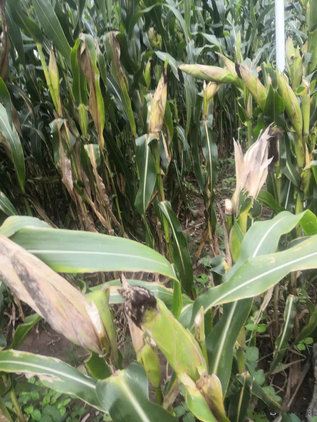 四川手机报，德阳市网红打卡地，有很多的地方都入选了，比如说绵竹市年画村，三星堆博