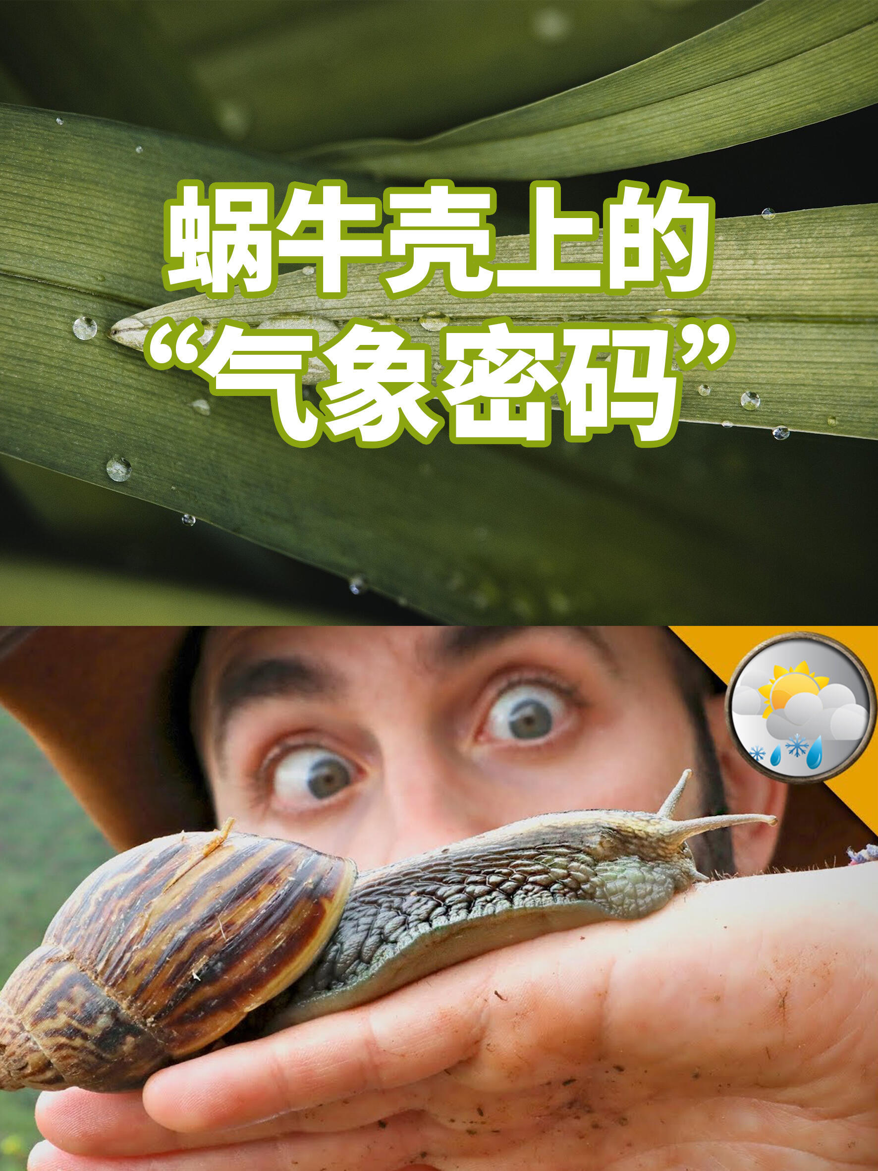 气象科学、气象科普蜗牛壳上的“气象密码”﻿﻿﻿﻿蜗牛壳的碳酸钙沉积层中存在明显的