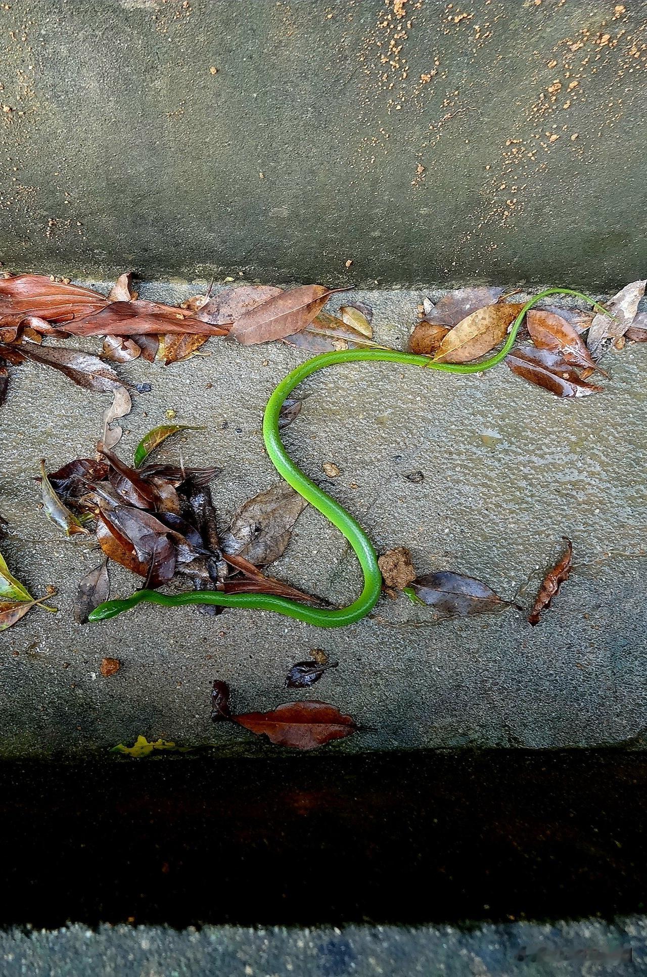 夏季登山谨防毒蛇🐍出没夏日进山登山徒步，最需提防的便是湿热环境下活跃的毒蛇。