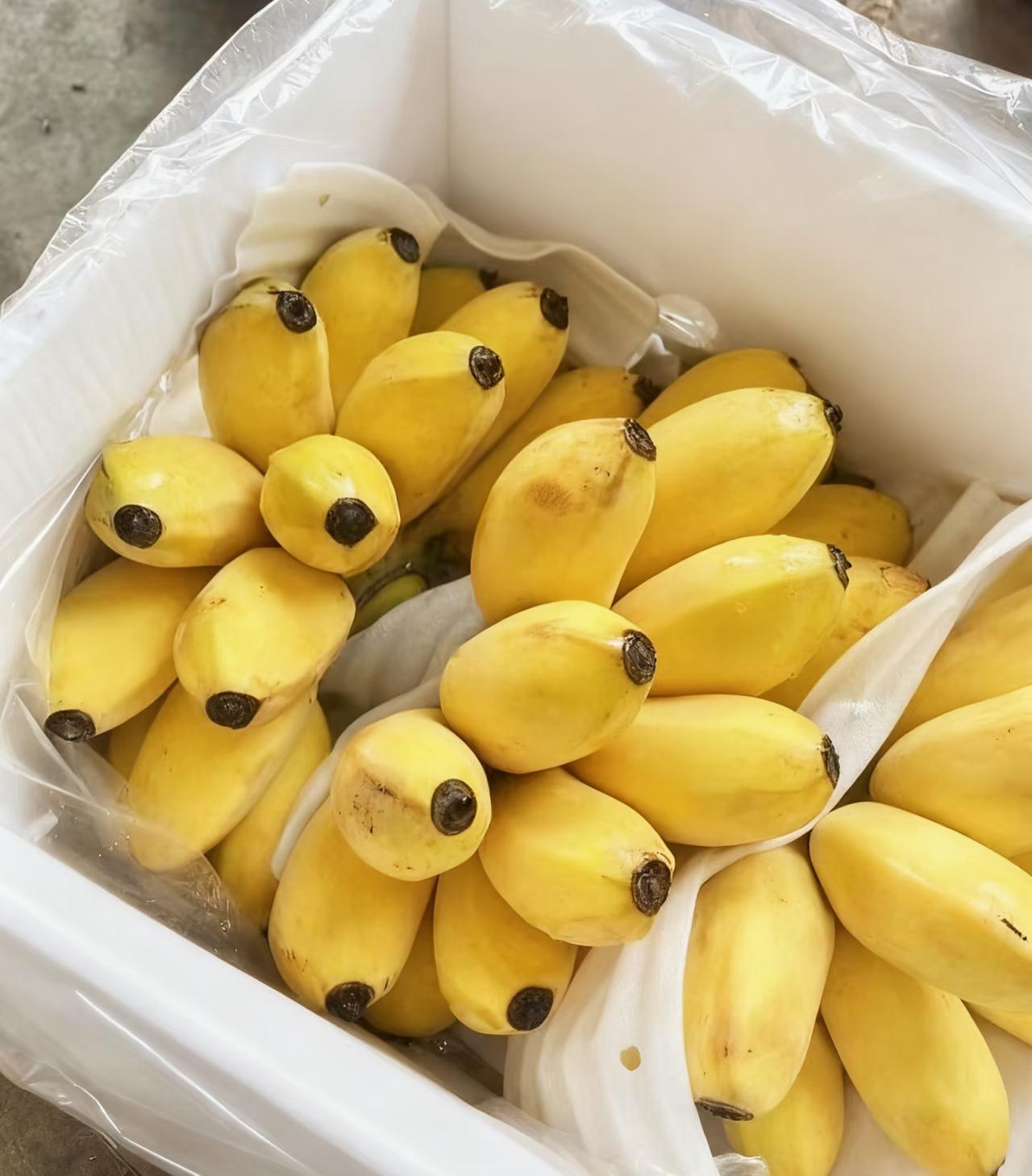 好吃我已经说累了！之前同事推荐的水果说是叫小米蕉当时送了我根吃完感觉味道很