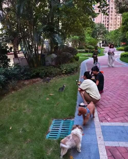 投毒者获刑4年！可小区不文明养狗乱象，谁来真正管一管？投毒者被判4年总算给