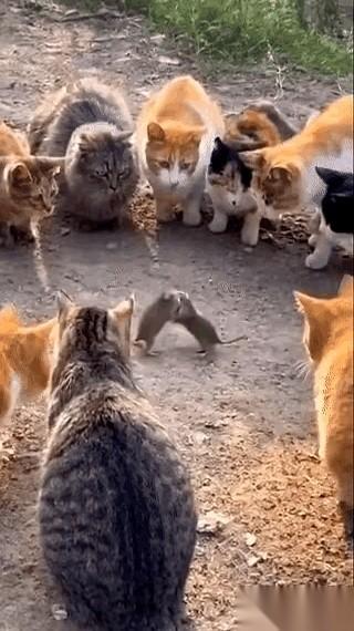 旁边蹲了一圈猫，那两只老鼠还在打。往死里打。我当时就看傻了，心说这哥俩图啥呢