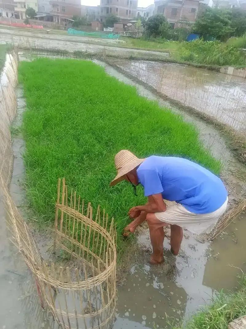 表姐的公公，60多岁，在小县城查出胃癌后，不住院，不治疗，拖着病躯回家等死，不到