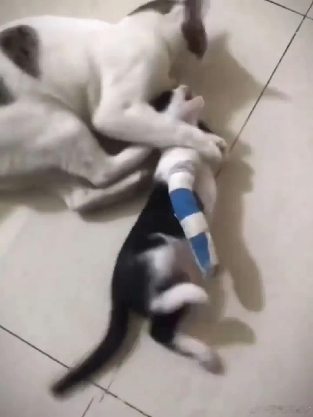 小猫：告诉俺妈，俺不是孬种！萌宠宠物