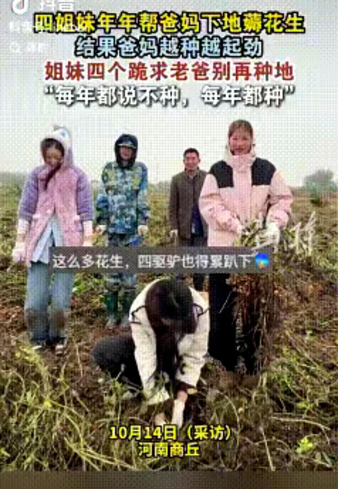 河南商丘那四姐妹，齐刷刷跪在田埂上，就为了求父亲别再扩种花生了。这事儿离谱就离
