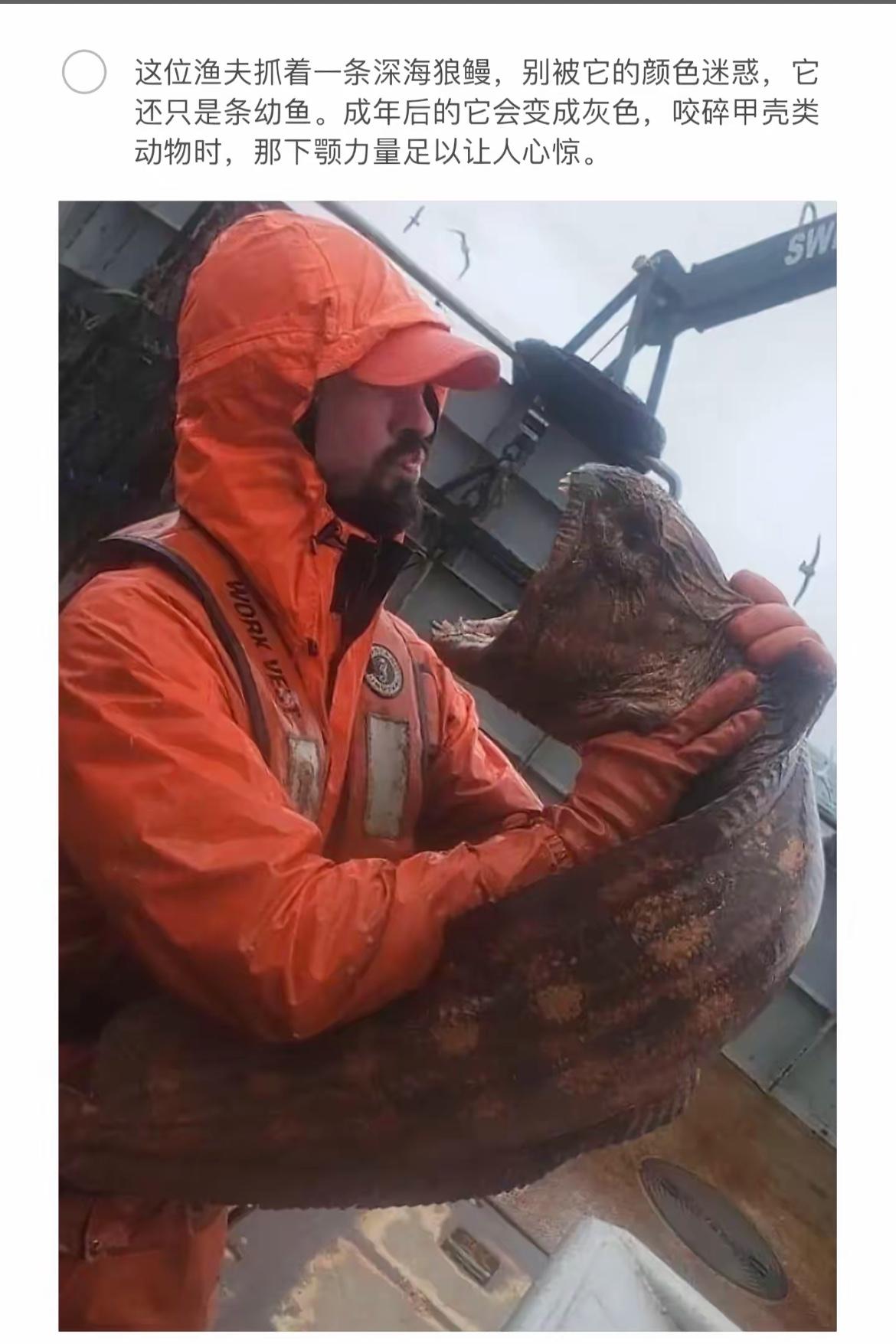 深海猎捕：渔夫与凶猛狼鳗的较量