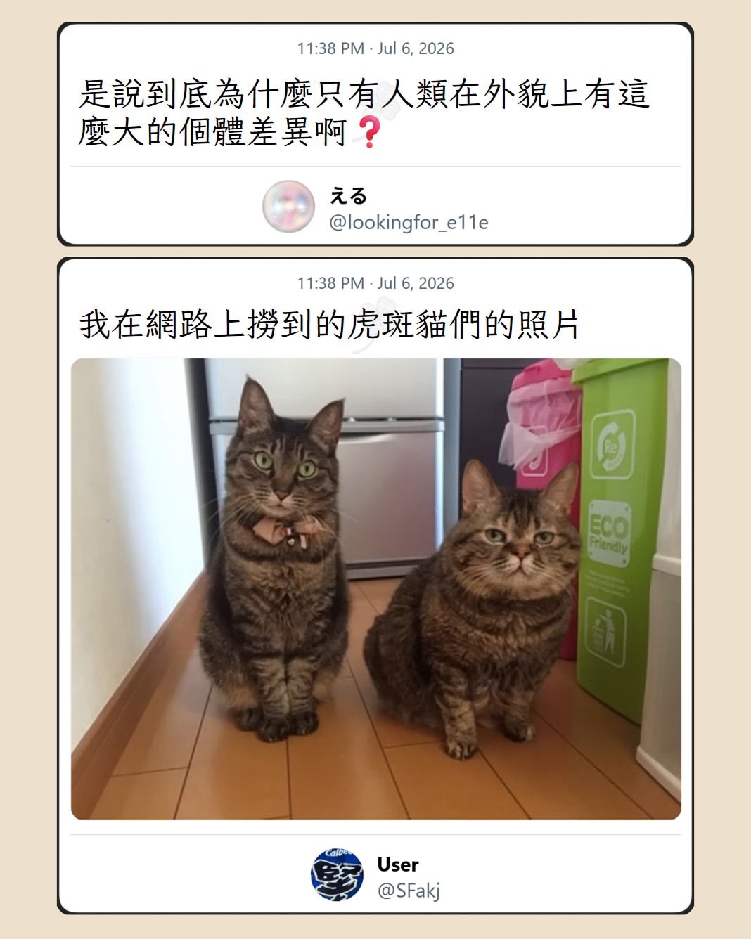 猫猫之间亦有差距🐈meme