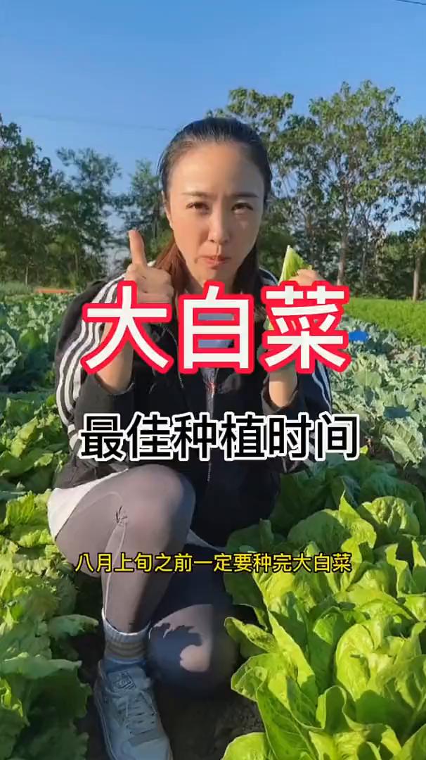 大白菜最佳种植时间。白菜想要高产，一定要选择最佳的种植时间。俗话说得好：头伏萝