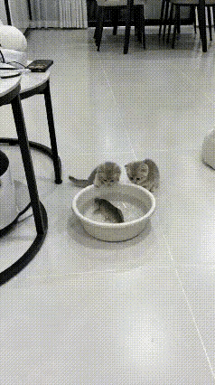 主人刚买了一条鱼放在塑料盆里，两只小猫崽闻着腥味跑过来。看到这条比自己身子还长的