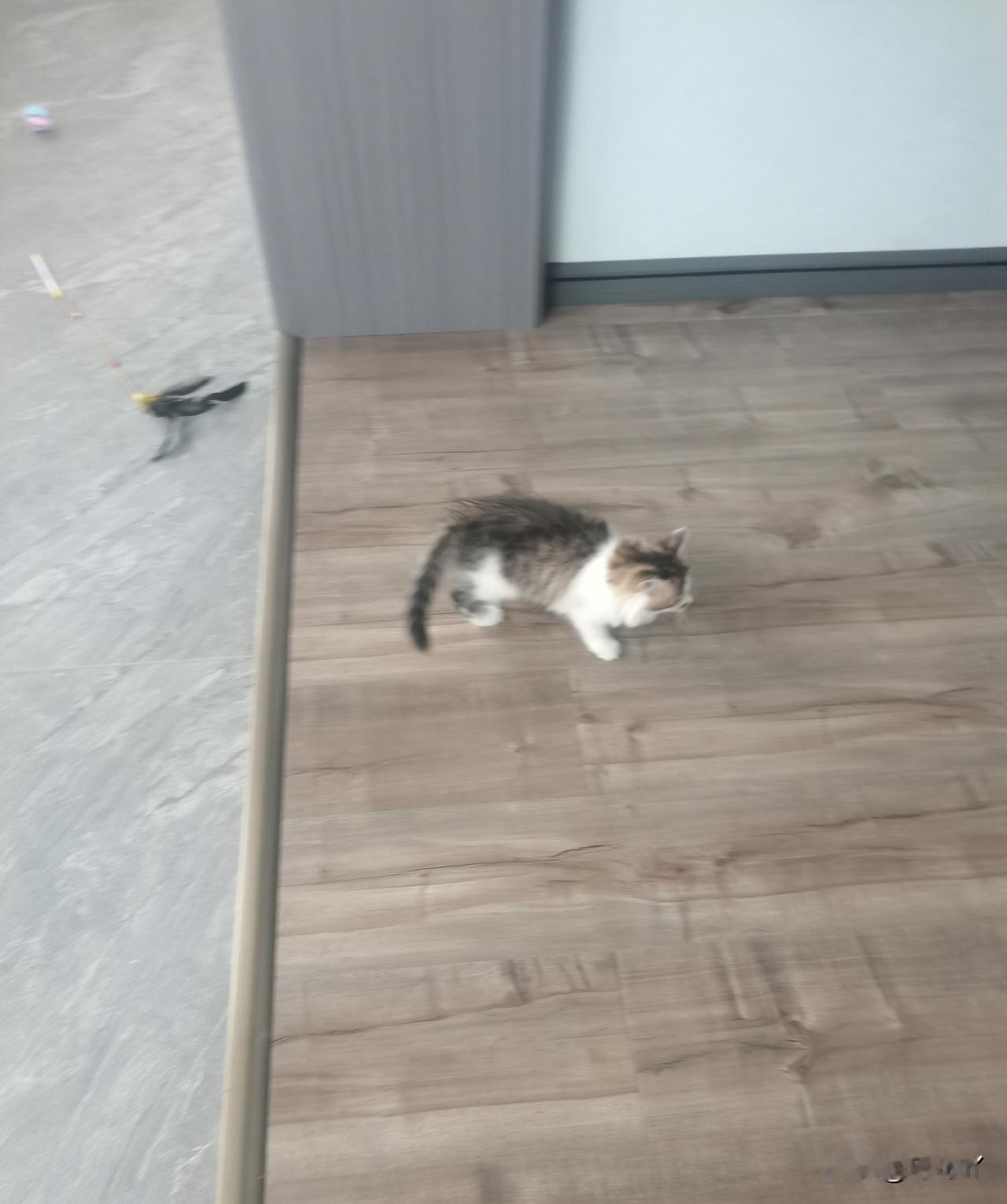 小猫丢了，它是饿着肚子丢的，找了一下午，晚上9点又找了一圈，也没有找到。我哭了好