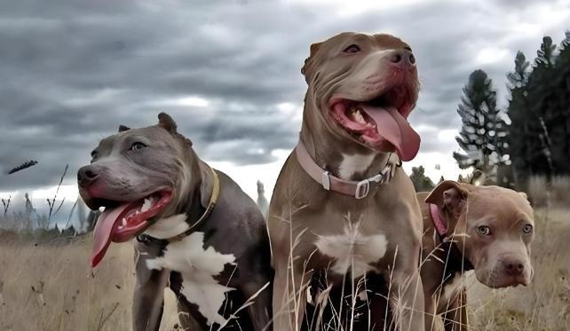 如果把20只成年比特犬放到非洲大草原上，它们能活过一星期吗？常听人说比特犬是