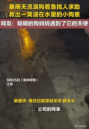 泪目了，聪明的狗狗遇见了它的天使，暴雨天一只流浪狗妈妈冒着大风大雨跑向人群，希望