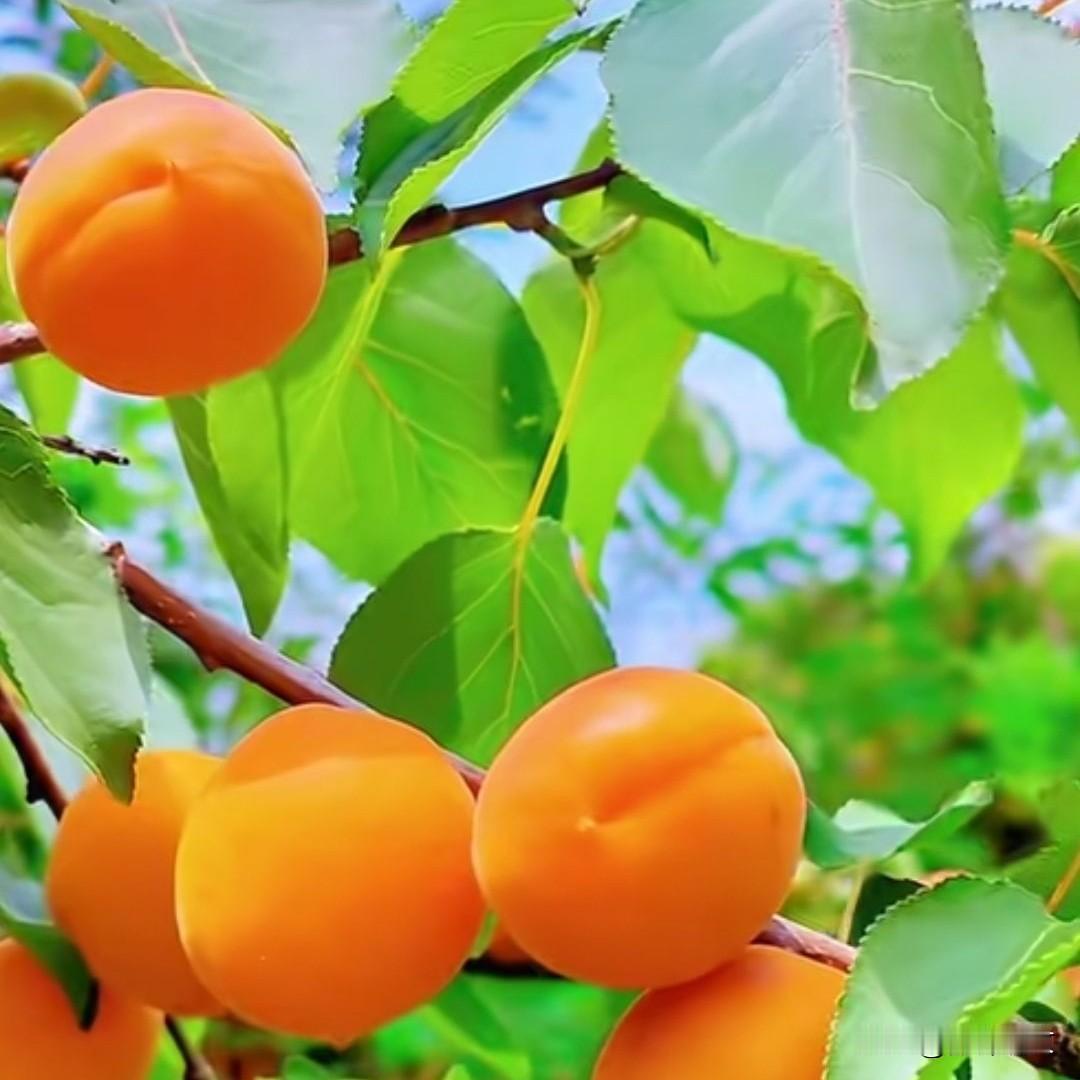 麦黄时节摘杏忙，一口甜回童年麦梢一黄，初夏的第一口甜，就藏在枝头的麦