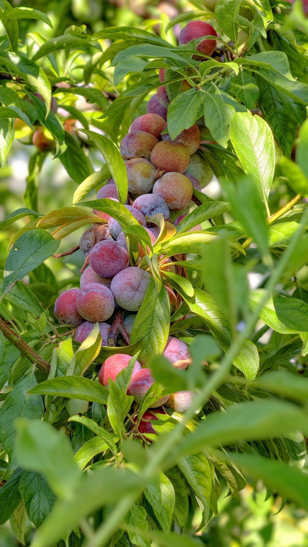 儿时的夏日从不止蝉鸣。是一望无垠的稻田，屋前屋后沉甸甸的桃李，荷塘里静静盛放的