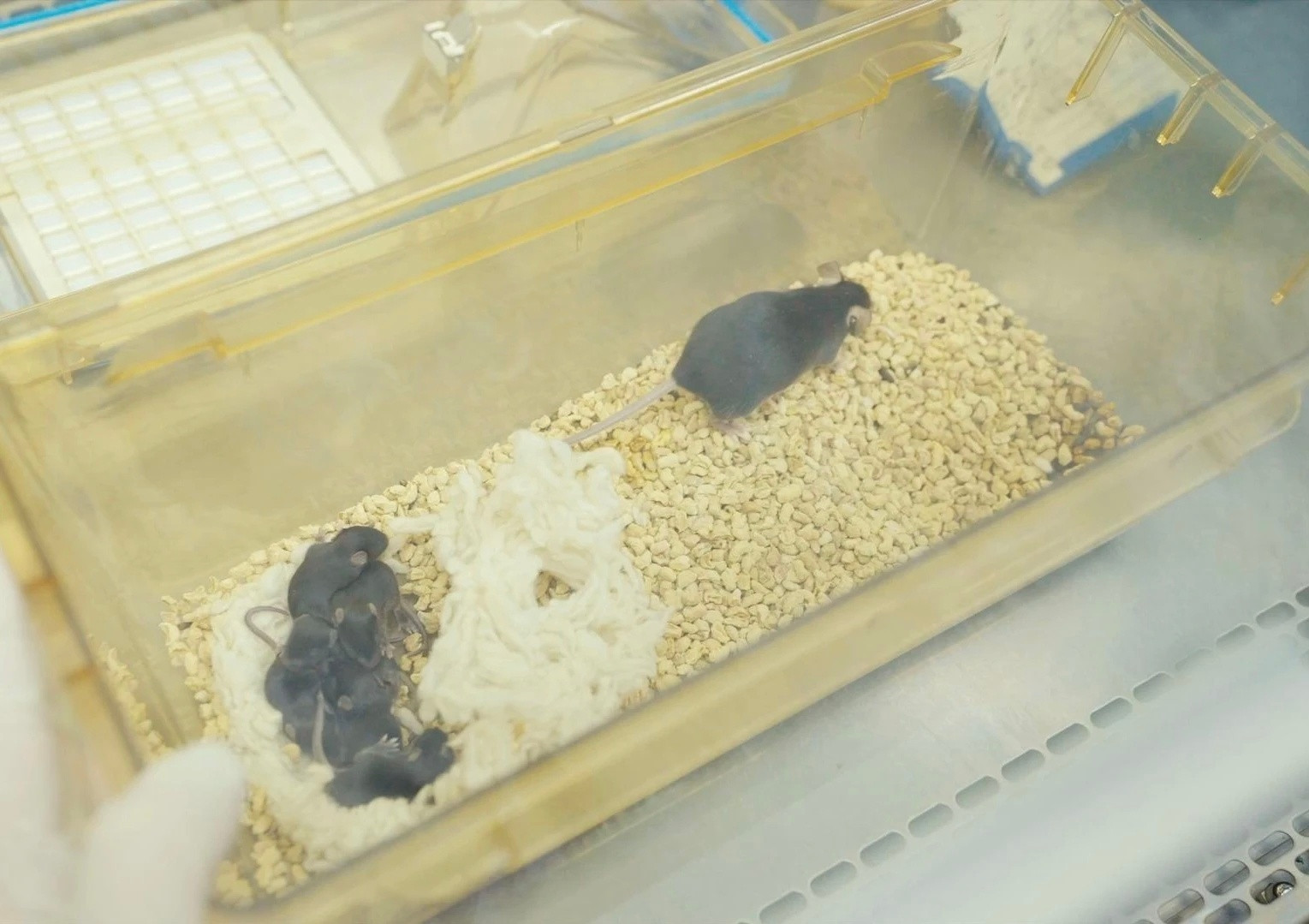 上过空间站的“太空小鼠鼠”返回地面后，生育的后代——中科院空间应用中心介绍；对