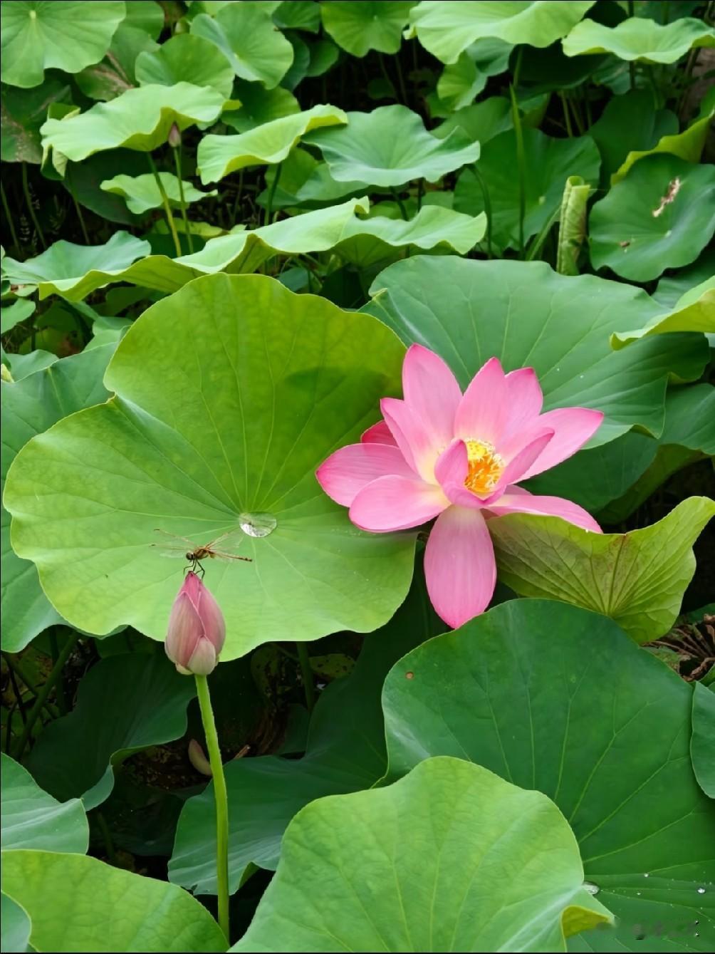 荷花开得那么认真。我也想学荷花：心平气"荷"地活。它在烂泥里扎根，在水面上开