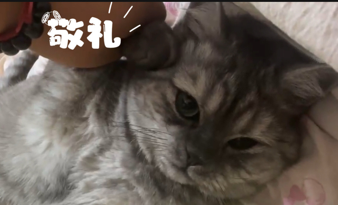 一身聚酯纤维的我怎么敢碰纯毛的你咋就不会静电了啊，前两天还寻思好奇抱着猫撸猫，也