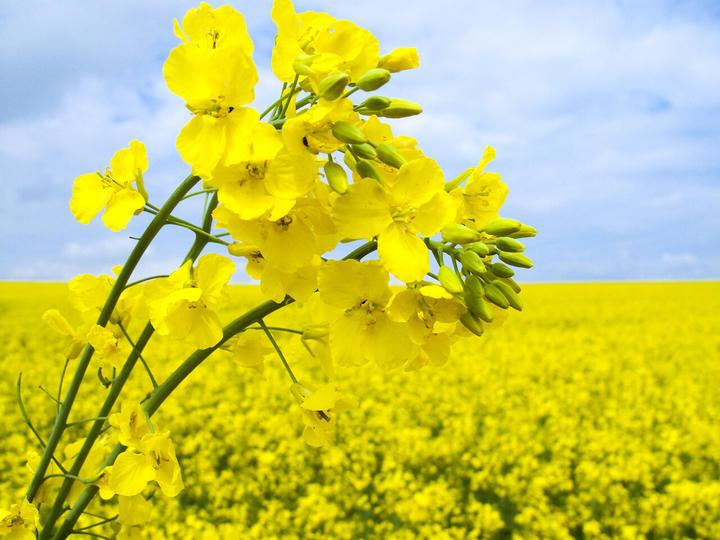 终于弄明白了清明节为啥不“属”农历“属”公历不是它特殊，也不是老祖宗搞错了，