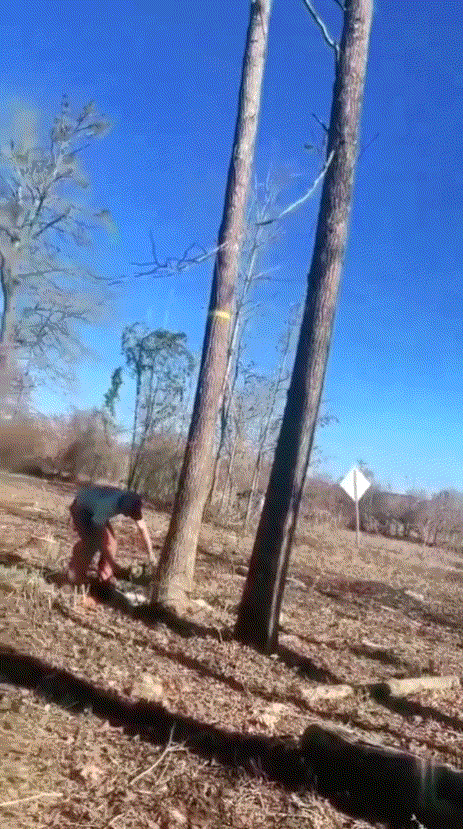 是不是车与树之间有个绳子车开起来把树拉倒的时候绳子断了回弹过来正好弹到人