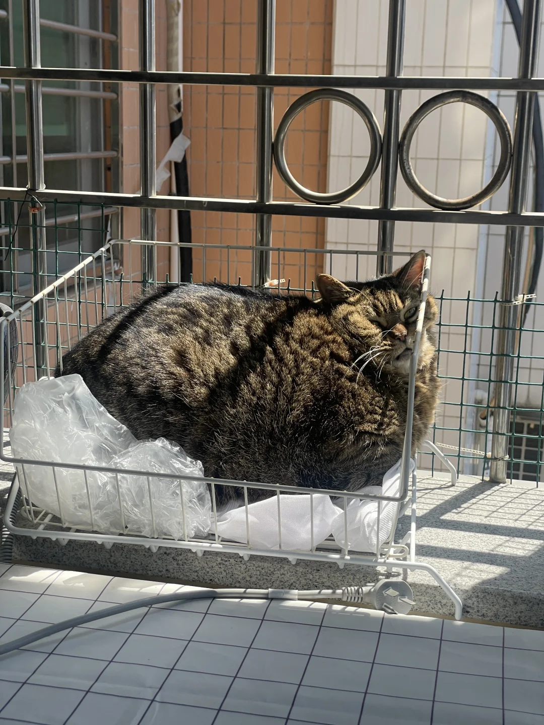 挤着晒太阳比较舒服？