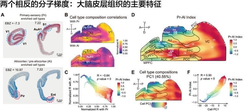 教科书要改写了！中国团队突破性发现：大脑皮层并非单一起源长期以来，科学家们对大