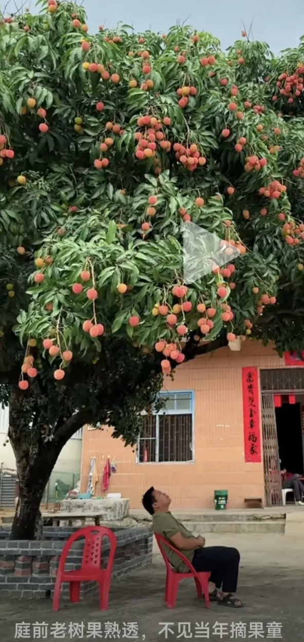 家门口的荔枝又熟啦，却再也看不见当年偷摘荔枝的孩童了！这是广东高州一位老人看着家