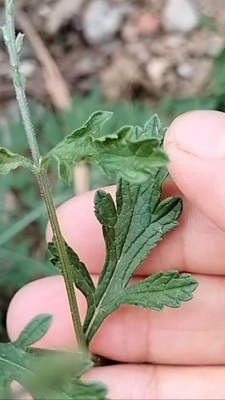 马炮草。请注意看，如果你在农村的房前屋后或者马路边看到这种植物，那你可千万别把