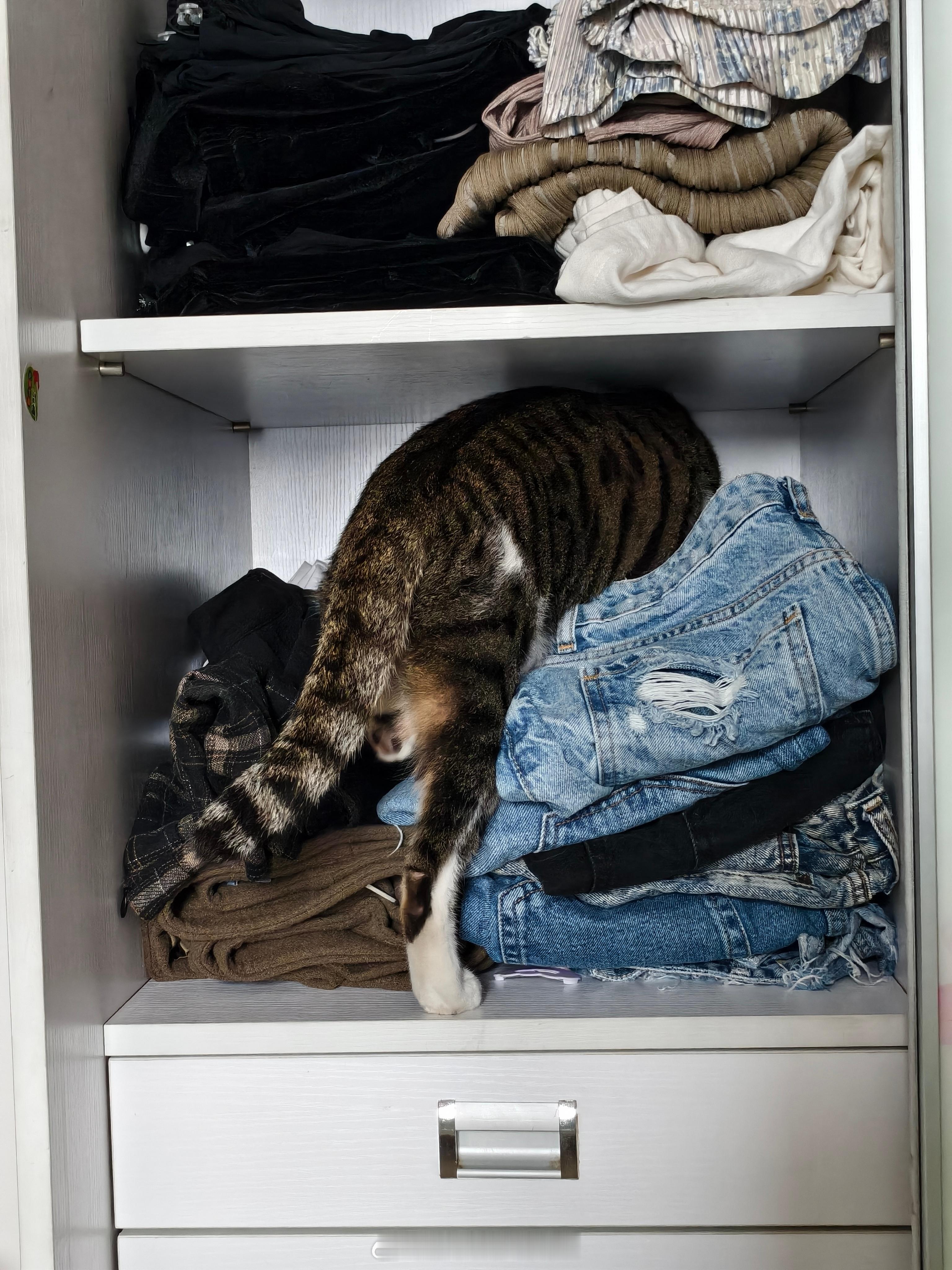 是谁一起床被猫围攻了阿喂，禁止进衣柜！​​​