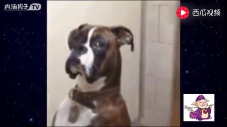 史上最胆小的汪星人 窗台是什么东东如此怪[流