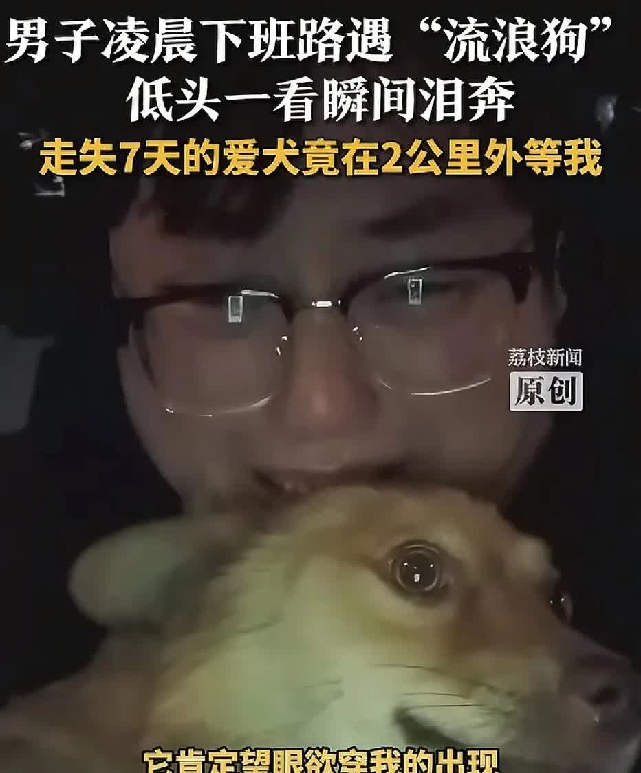 狗走失，男子四处寻找，并张贴寻狗告示。七天后的凌晨，男子在下班的路上，看到一只狗
