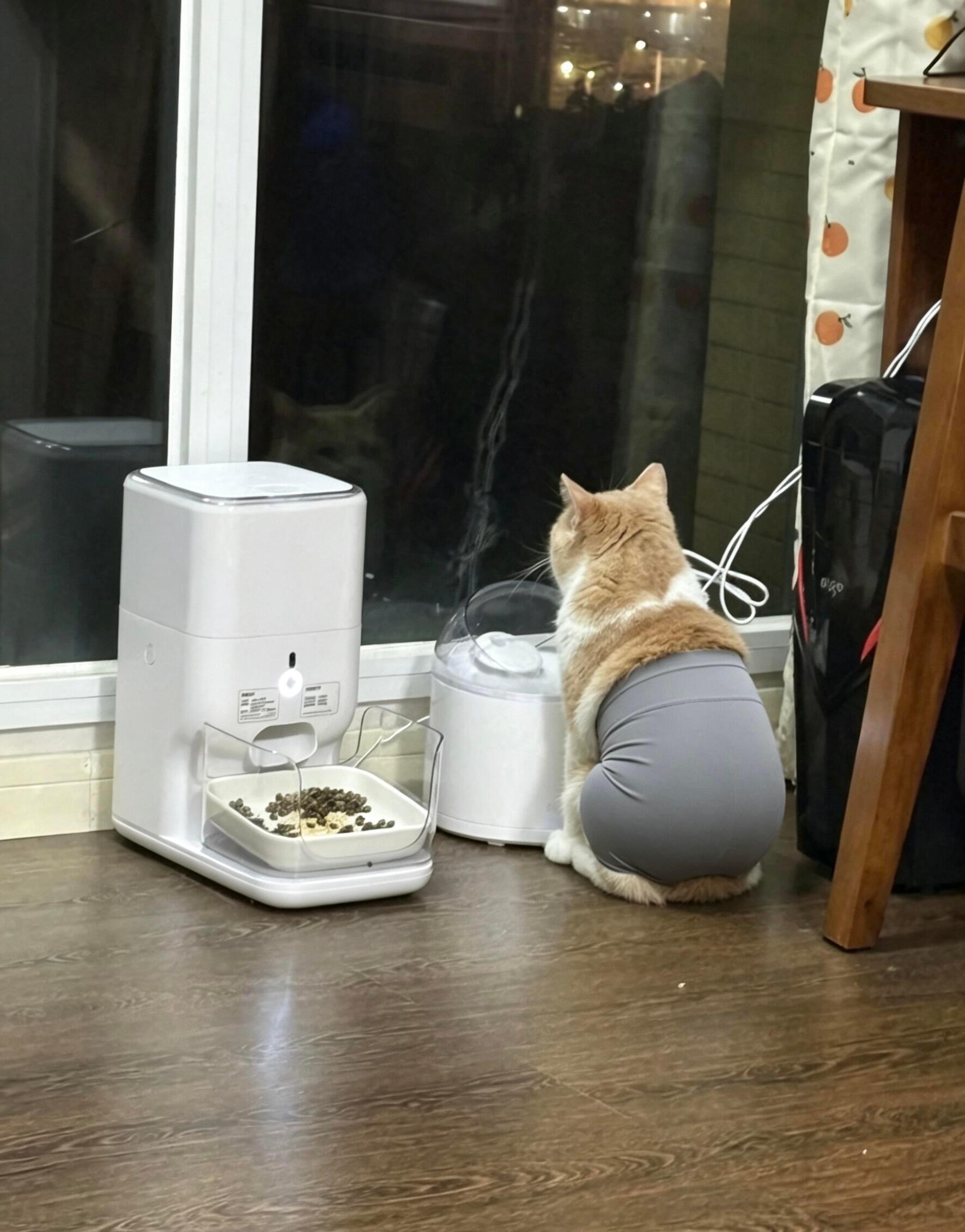 当小猫穿上瑜伽裤……