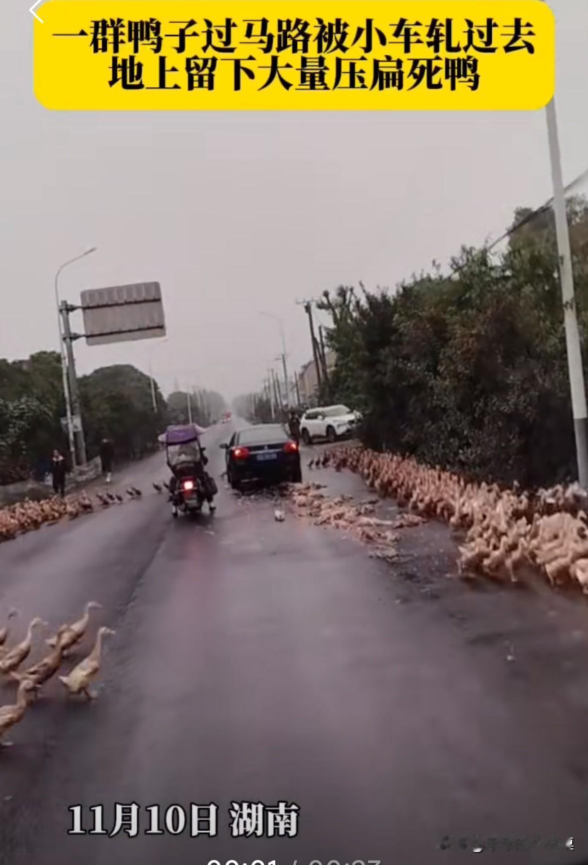 一群鸭子过马路，一辆小轿车驶过来并没有减速，直接压死了很多鸭子！这些鸭子直接就