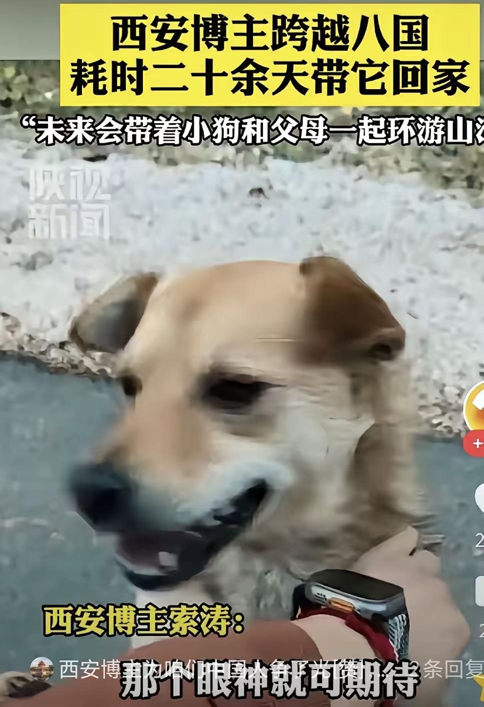 跨国双向治愈！西安小伙带父母游黑山偶遇流浪小黄狗，分别时追车5公里，死死抱住胳膊