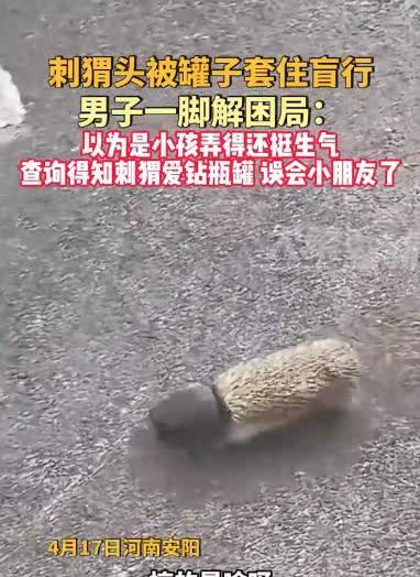 “闹个乌龙！”河南安阳，一男子在停车场发现一只头套罐子的刺猬，男子还以为是熊孩子