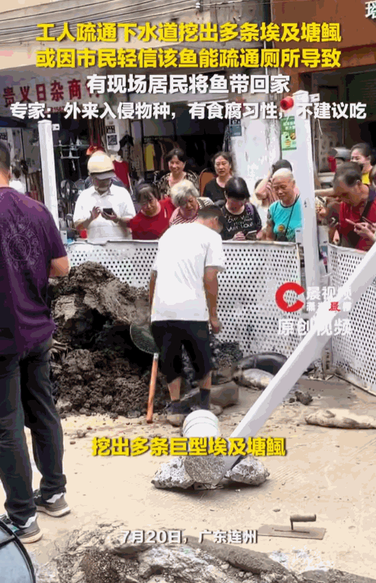 这谁能想得到！广东连州，一条排水管道里，工人们在疏通清淤时，竟然在恶臭的泥潭里抠