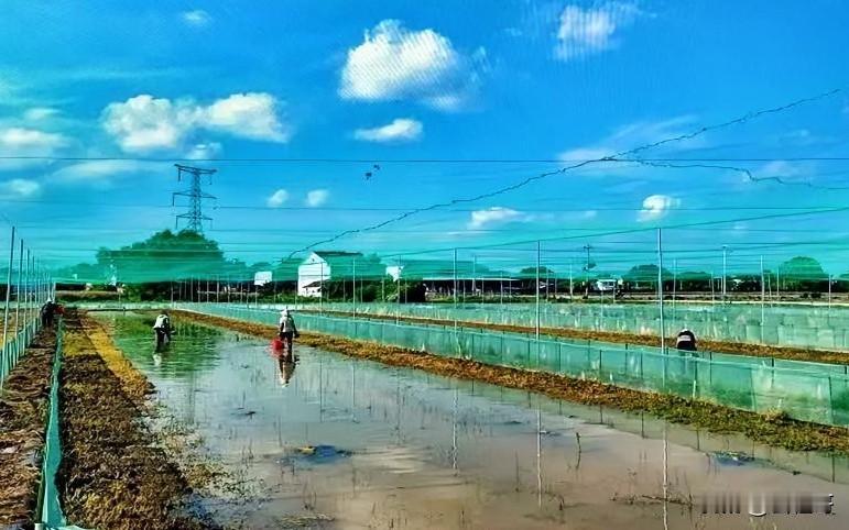 走进中河村的稻田，只见禾苗青青，蛙斑点点。这里正在推广“稻蛙共养”的新型立体种养