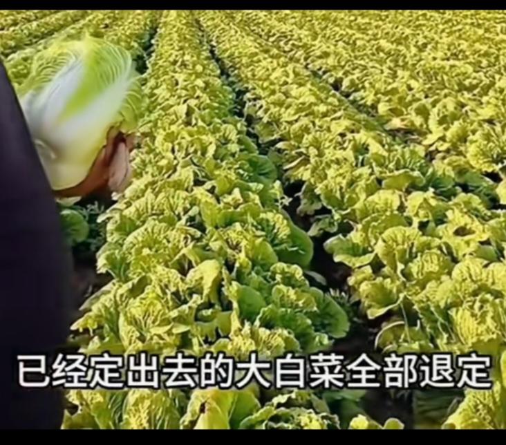 报应来的如此之快！现在地里的白菜没人要了，定了的白菜都退订了，菜农说只有烂在地