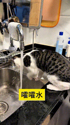 这只小狸花猫可太会玩啦，自己扒拉开水龙头，就蹲在水槽边一直扒拉流水，玩得不亦乐乎