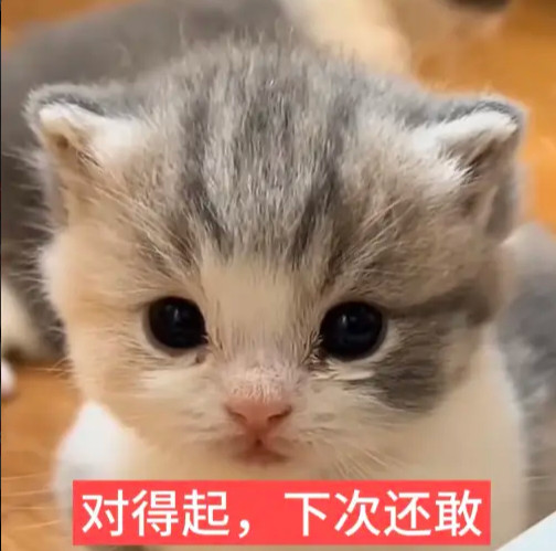 全世界最最最可爱的咪咪表情包合集