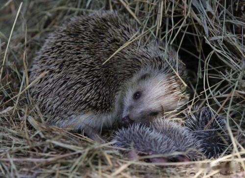 1983年，江苏省盱眙县一名男子在玉米地中捕获一窝幼刺猬时，意外发现刺猬窝下方的